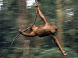 Orangutan Swinging from a Vine in the Jungles of North Borneo Premium Photographic Print by Co Rentmeester