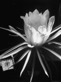 View of a Night Blooming Cereus Blooming at 8:00 PM Premium Photographic Print by Eliot Elisofon