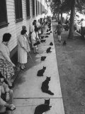 Owners with Their Black Cats, Waiting in Line For Audition in Movie "Tales of Terror" Photographie par Ralph Crane