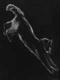 Portrait of Blackie, Gjon Mili's Cat Photographic Print by Gjon Mili