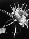 View of a Night Blooming Cereus Blooming at 8:00 PM Premium Photographic Print by Eliot Elisofon