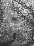 Woman Walking Among Pear Trees in Full Bloom Photographic Print by Ralph Morse Woman Walking Among Pear Trees in Full Bloom Photographic Print by Ralph Morse