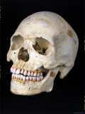 Modern Homo Sapiens Skull Reproduction photographique sur papier de qualité par Ted Thai