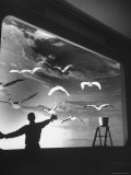 Staff Member at the Museum of Natural History Cleaning the Glass Case of an Exhibit Premium Photographic Print by Jack Birns