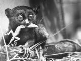 Tarsiers an Animal Native to Indonesia and Philippines Eating a Lizard Alive Photographic Print by Sam Shere