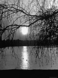 Swans Swimming Through the Moonlight Streaks on Pond Premium Photographic Print by Cornell Capa