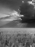 Wheat Field Photographic Print by Ed Clark