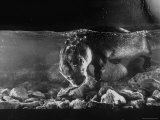 Pet Otter Diving For Frog at Mealtime Fototryk i høj kvalitet af Wallace Kirkland Pet Otter Diving For Frog at Mealtime Fototryk i høj kvalitet af Wallace Kirkland