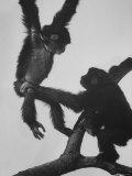 Young Siamangs Playing on Limb in Zoo Photographic Print by Nina Leen
