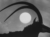 Silhouette of a Giant Sable Antelope Against the Setting Sun Lámina fotográfica de primera calidad por Carlo Bavagnoli