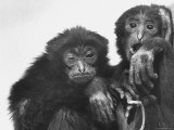 Young Siamangs Sitting in Zoo Photographic Print by Nina Leen