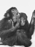 Young Siamangs Cuddling in Zoo Photographic Print by Nina Leen