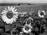 Sunflower Field in Full Bloom Photographic Print by Paul Schutzer Sunflower Field in Full Bloom Photographic Print by Paul Schutzer
