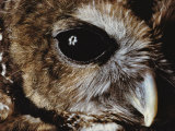 A Northern Spotted Owl in Captivity at the Zoo Photographic Print by Joel Sartore