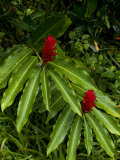 Two Red Tropical Flowers Blooming in a Rain Forest Photographic Print by Todd Gipstein