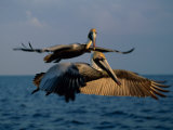 Two Brown Pelicans in Flight over Key Biscayne Fotografie-Druck von Medford Taylor