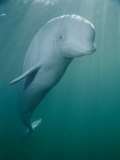 Close-up of a Beluga Whale Photographic Print by Brian J. Skerry