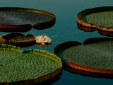 Victoria Water Lilies Photographic Print by James P. Blair