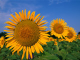 A Close View of Sunflowers Photographic Print by Medford Taylor