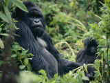 Adult Male Mountain Gorilla Photographie par Michael Nichols