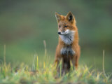 Renard roux Photographie par Joel Sartore