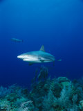 A Caribbean Reef Shark Swims Above a Coral Reef in the Bahamas Photographic Print by Brian J. Skerry