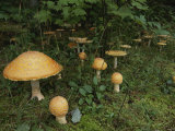 Forest Mushrooms Sprout up on the Grassy Forest Floor Photographic Print by Michael S. Lewis