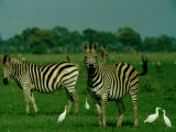 Plains Zebras Share the Grassland with Cattle Egrets Photographic Print by Beverly Joubert