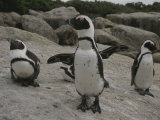 Jackass penguins Lámina fotográfica por Kenneth Garrett Jackass penguins Lámina fotográfica por Kenneth Garrett