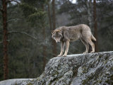 Wolf on Rock Fotografisk tryk af Mattias Klum Wolf on Rock Fotografisk tryk af Mattias Klum