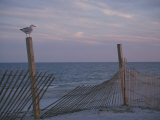 A Seagull Pauses Momentarily on a Wooden Fence Used for Dune Control Photographie par Stacy Gold