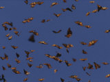 Monarch butterflies in flight Lámina fotográfica por Raul Touzon