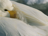 A Whooper Swan (Cygnus Cygnus) Keeps an Eye out as it Takes a Nap Photographic Print