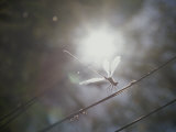 Dragonfly on Reed Photographie par Jason Edwards