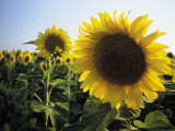 A Close View of a Field of Sunflowers in Tuscany, Italy Photographie par Ed George