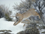 A Bobcat Leaps with a Horned Lark in its Mouth Photographic Print by Michael S. Quinton