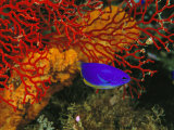A Blue and Gold Damselfish against a Red Gorgonian Coral Photographic Print by Tim Laman