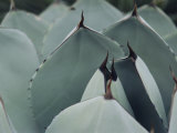 A Close View of Agave Leaves Photographie par Ed George