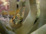 A close view of a goby among the tentacles of a sea anemone Lámina fotográfica por Raul Touzon