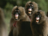Three Female Geladas, Theropithecus Gelada, Bare Their Teeth Photographic Print by Michael Nichols