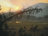 Elk Graze in a Meadow under a Sky Dimmed by Smoke from a Forest Fire Photographic Print by Michael S. Quinton