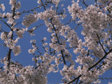 View of Cherry Blossoms in Full Bloom Photographic Print by Stacy Gold