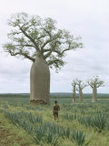 A Man Looks at a Baobab Tree Photographie par Luis Marden