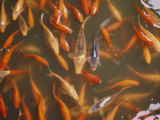 A School of Colorful Koi Await a Handout of Food Pellets Photographic Print by Jodi Cobb