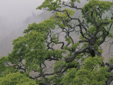 A Gnarled Oak Tree Stands in the Mist Photographic Print by Marc Moritsch