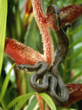 Close View of a Boa Constrictor Photographic Print by Roy Toft