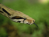 A Close View of a Red-Tailed Boa Constrictor Photographic Print by Joel Sartore