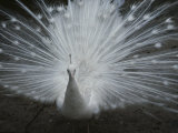 A Beautiful Albino Peacock (Pavo Species) Walks Toward the Camera Photographic Print by Paul Damien