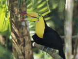 A Keel-Billed Toucan Sits in a Tree in Belize Photographie par Ed George