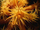 A Close View of a Cluster of Sea Anemones Photographic Print by Raul Touzon